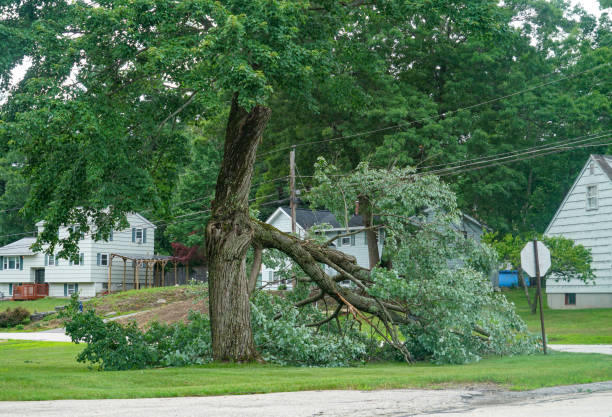 The Steps Involved in Our Tree Care Process in Tillmans Corner, AL